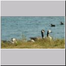 Niedringhaussee-Sundermannsee-Sandgrube 16.jpg